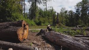 Best Commercial Tree Services  in Brewerton, NY