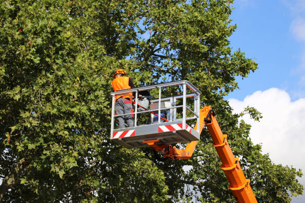 Best Lawn Pest Prevention  in Brewerton, NY