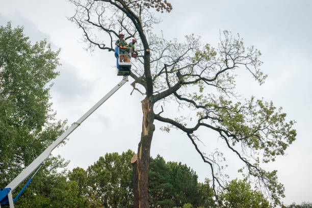 Leaf Removal in Brewerton, NY