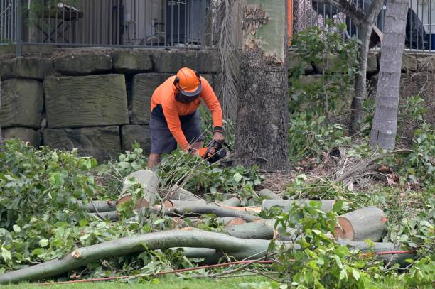 Best Storm Damage Tree Cleanup  in Brewerton, NY
