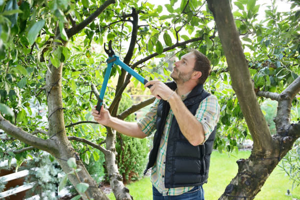 Best Tree Cabling and Bracing  in Brewerton, NY